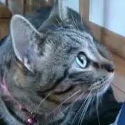 鮎吉の画像