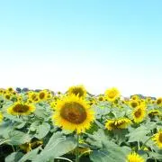 ハピスマの画像