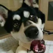 ちゃきありの画像