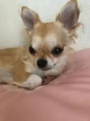 琥珀の画像