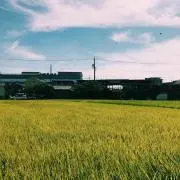 まろの画像