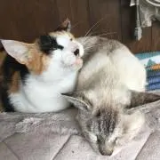 やしおり