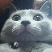 ちゃこの画像