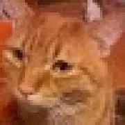 やえば