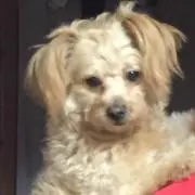 アデル