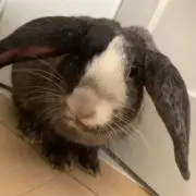 まろんママの画像