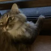 なるみの画像