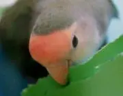 ぼたんインコの画像