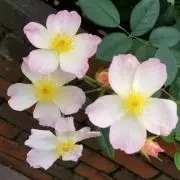 ゆすらの画像