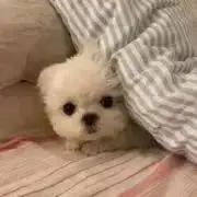 もるん