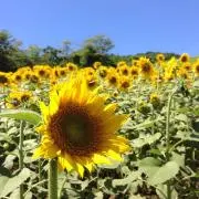 まんまる
