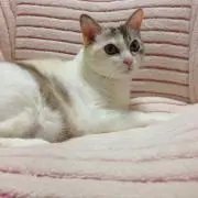 しろ