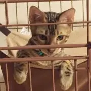 トラきち♬
