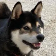 Tennの画像