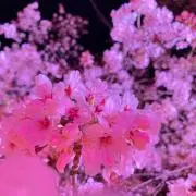 ももはるの画像