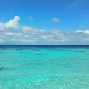 こじか