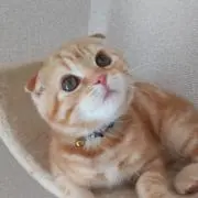 チックン(プロフ必読)の画像