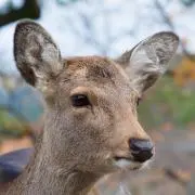 3連休お値下げ中】【レア品】ミャクミャク 備前焼湯呑み - メルカリ