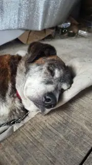 狂狼