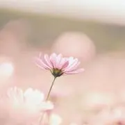 ぽー