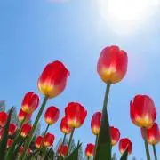 ティアラ