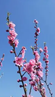 桃の香りの画像
