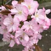 やすこ屋の画像