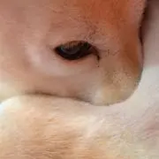 豆柴ふくの画像