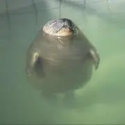 kikiraaの画像