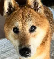 qyfae22147の画像