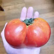 モカの画像