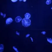 ATKの画像