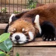 TOMYの画像