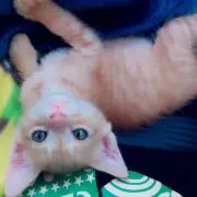 ミヤ