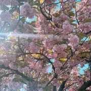 ハナの画像
