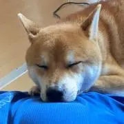 さおりの画像