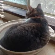 pnpppnppncatの画像