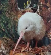 ホワイトKiwiの画像