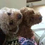 ☆まるちゃん☆  プロフ必読☆彡