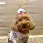 ましゃまろの画像