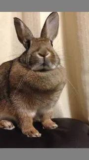 chiblackの画像