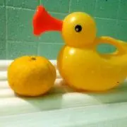 アヒルのママの画像