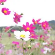 サキヤマの画像
