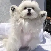 ぽるぽるの画像