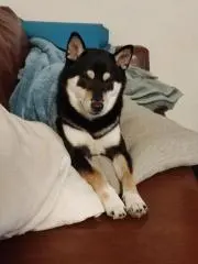 CHOCOの画像