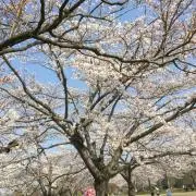 Muiybe(プロフ必読)