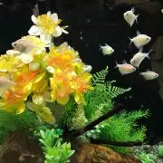 やよいの画像