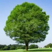 にわ 【週末一部お値下げ】の画像