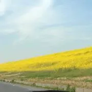 菜花