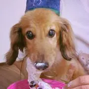 yappy